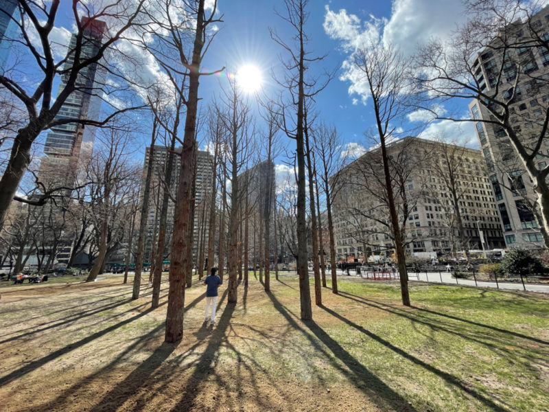 Installation view of "Ghost Forest" by Maya Lin, a public work comprising fifty haunting Atlantic white cedar trees