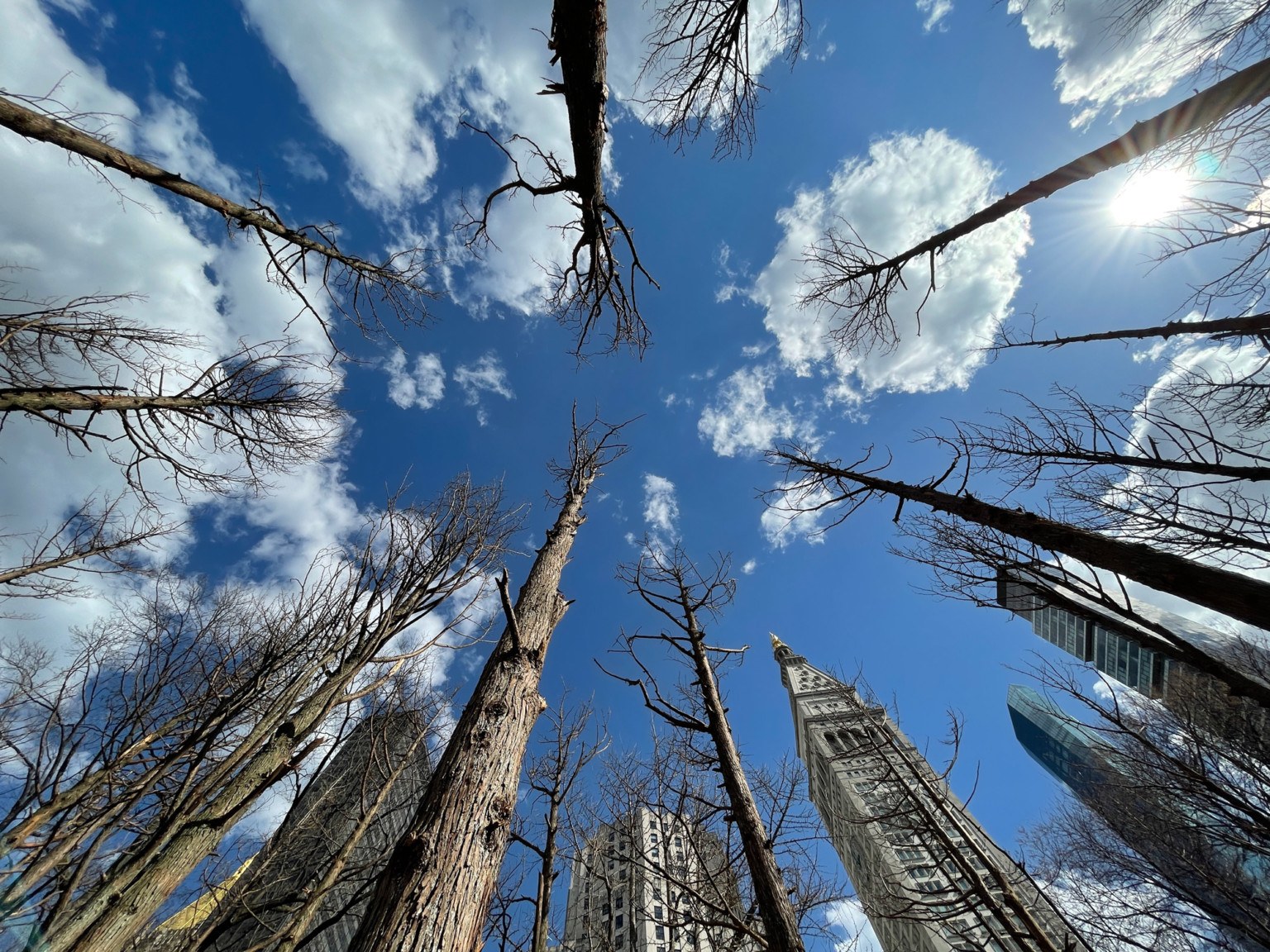 View of Maya Lin's Ghost Forest from below, looking up to the blue sky