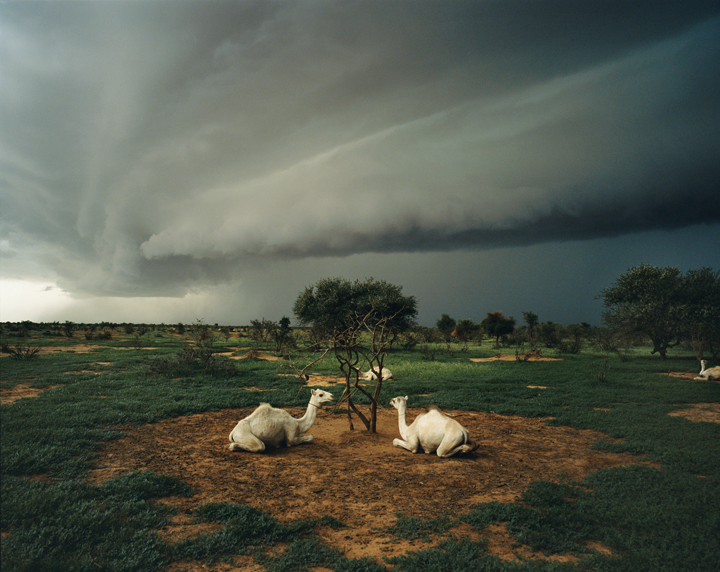 Photograph by Frank Stewart of 2 camels