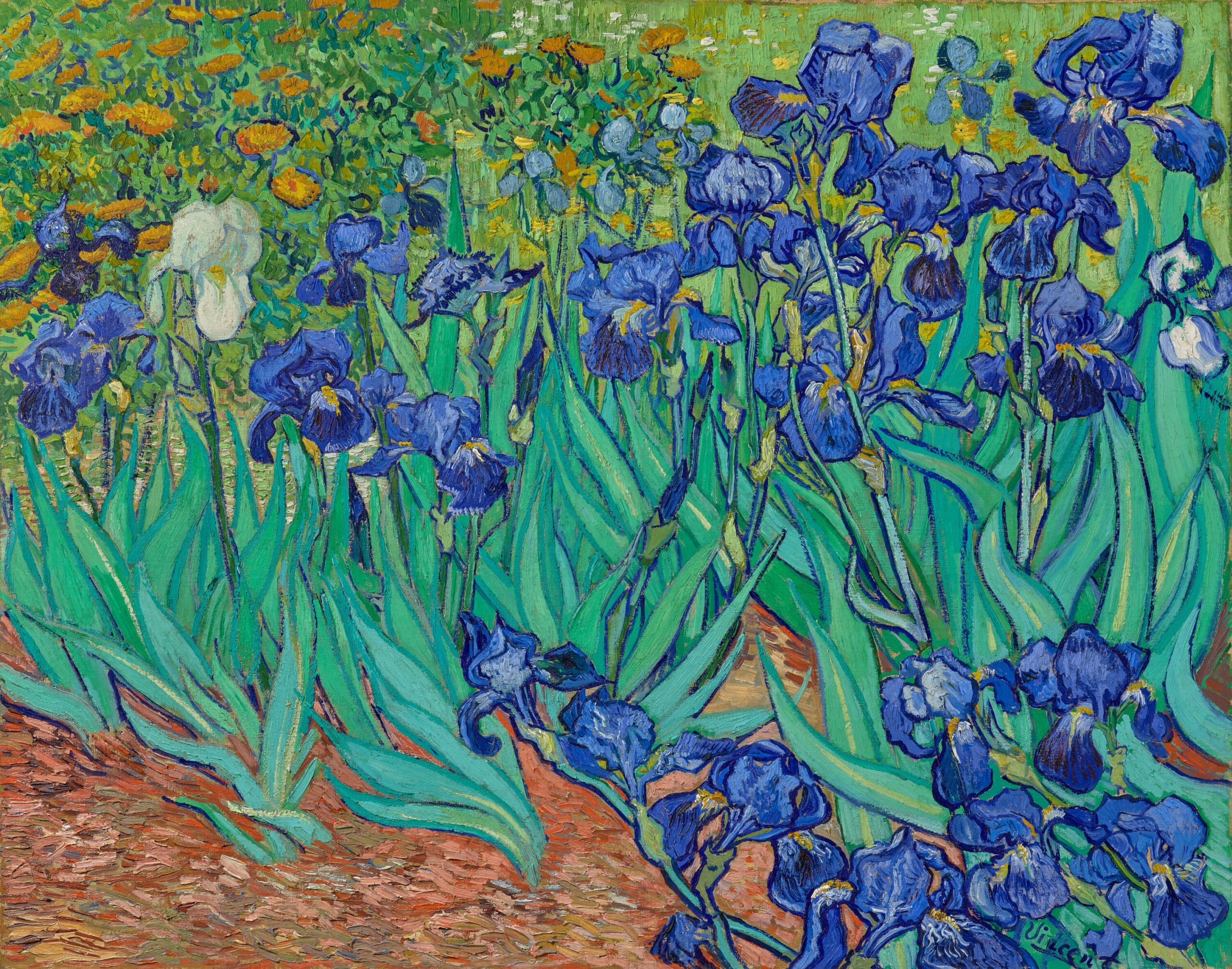 In van Gogh's painting Irises, many purple irises - and one white iris - stand on tall green stems, surrounded by leaves. The flowers' height takes up the full canvas.